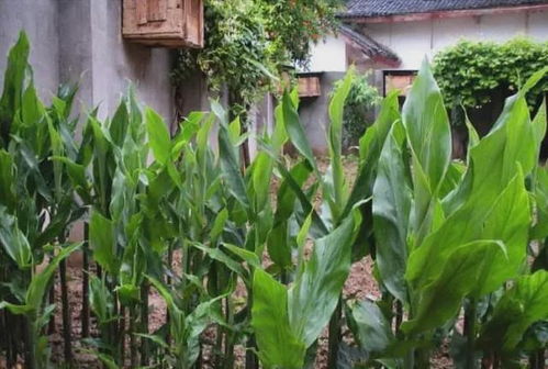 田間珍寶 地上酷似生姜、營(yíng)養(yǎng)堪比人參的野生野菜