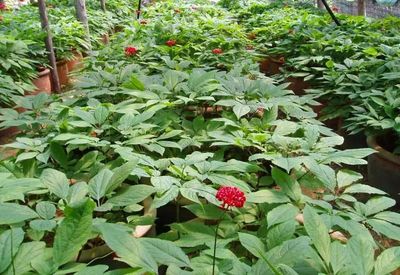 【致富經(jīng)】誰(shuí)說(shuō)農(nóng)業(yè)不賺錢(qián)?這3個(gè)種植新玩法值得試試,成本少收入還高!